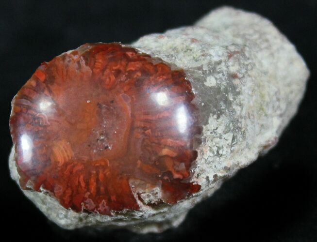 Pennsylvanian Aged Red Agatized Horn Coral - Utah #26401